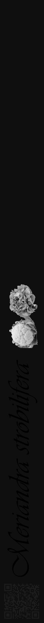 Étiquette de : Meriandra strobilifera - format a - style noire7viv avec qrcode et comestibilité simplifiée - position verticale