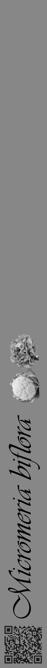 Étiquette de : Micromeria biflora - format a - style noire12viv avec qrcode et comestibilité simplifiée - position verticale