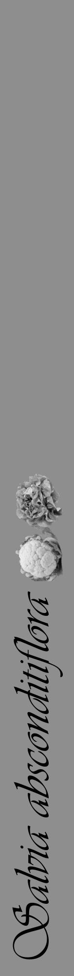 Étiquette de : Salvia absconditiflora - format a - style noire25viv avec comestibilité simplifiée - position verticale