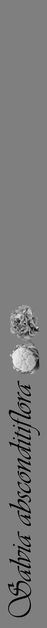 Étiquette de : Salvia absconditiflora - format a - style noire31viv avec comestibilité simplifiée - position verticale