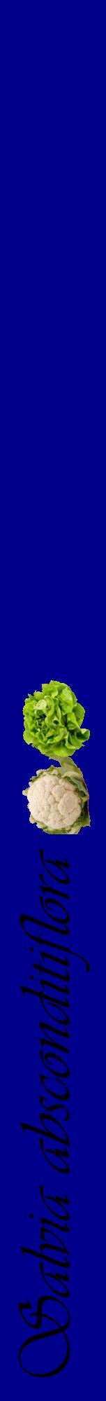 Étiquette de : Salvia absconditiflora - format a - style noire7viv avec comestibilité simplifiée