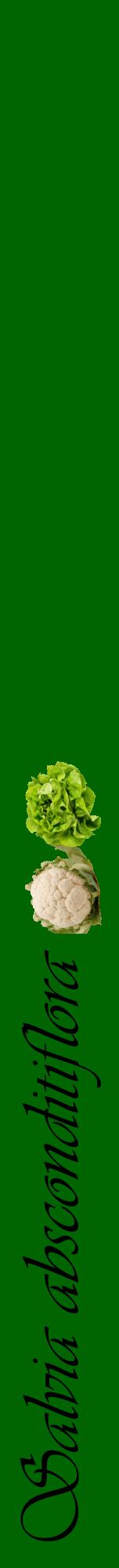 Étiquette de : Salvia absconditiflora - format a - style noire8viv avec comestibilité simplifiée