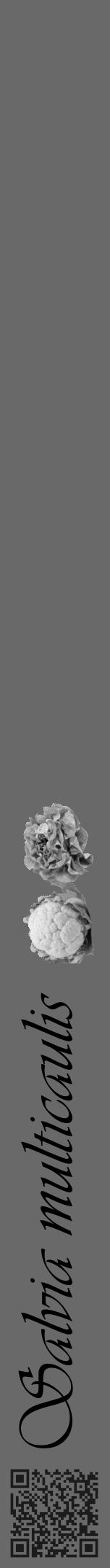 Étiquette de : Salvia multicaulis - format a - style noire11viv avec qrcode et comestibilité simplifiée - position verticale