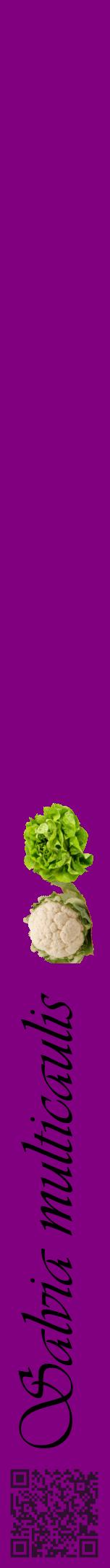 Étiquette de : Salvia multicaulis - format a - style noire46viv avec qrcode et comestibilité simplifiée