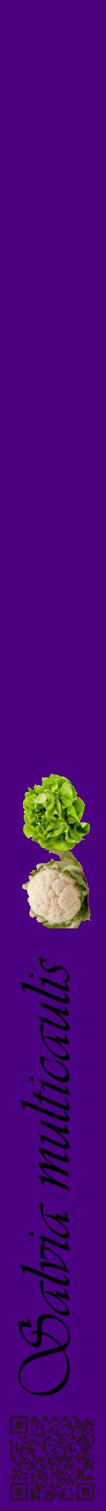 Étiquette de : Salvia multicaulis - format a - style noire47viv avec qrcode et comestibilité simplifiée