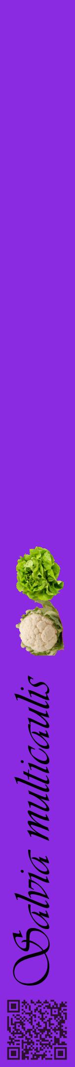 Étiquette de : Salvia multicaulis - format a - style noire49viv avec qrcode et comestibilité simplifiée