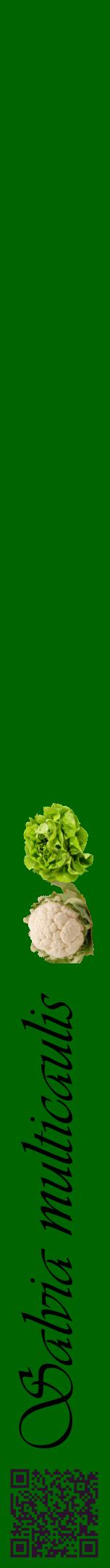 Étiquette de : Salvia multicaulis - format a - style noire8viv avec qrcode et comestibilité simplifiée