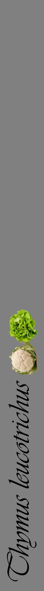 Étiquette de : Thymus leucotrichus - format a - style noire57viv avec comestibilité simplifiée