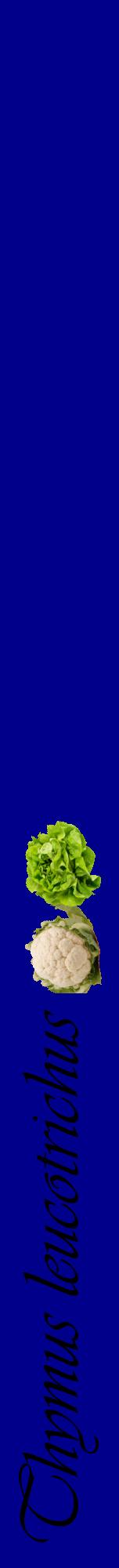 Étiquette de : Thymus leucotrichus - format a - style noire7viv avec comestibilité simplifiée