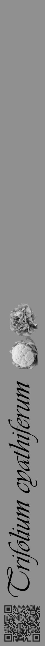 Étiquette de : Trifolium cyathiferum - format a - style noire4simpleviv avec qrcode et comestibilité simplifiée - position verticale