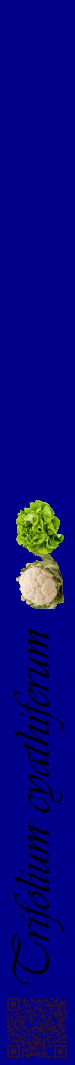 Étiquette de : Trifolium cyathiferum - format a - style noire7viv avec qrcode et comestibilité simplifiée
