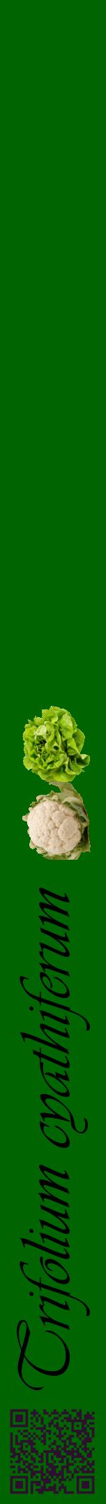 Étiquette de : Trifolium cyathiferum - format a - style noire8viv avec qrcode et comestibilité simplifiée