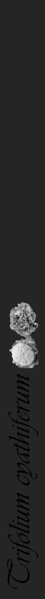 Étiquette de : Trifolium cyathiferum - format a - style noire47viv avec comestibilité simplifiée - position verticale