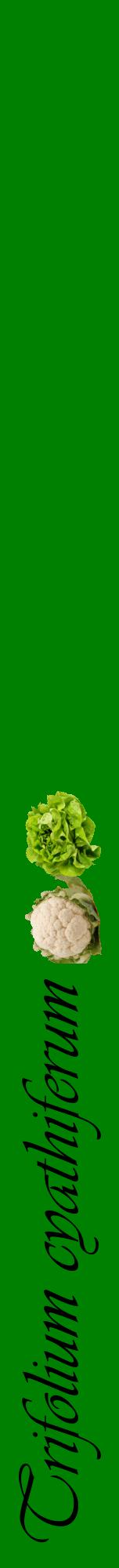 Étiquette de : Trifolium cyathiferum - format a - style noire9viv avec comestibilité simplifiée