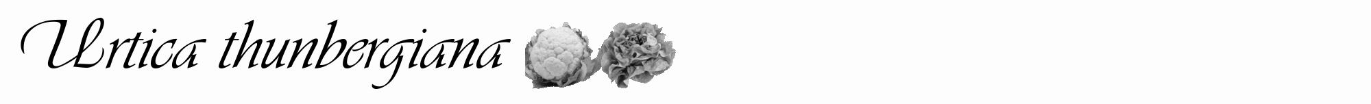 Étiquette de : Urtica thunbergiana - format a - style noire19viv avec comestibilité simplifiée