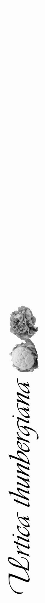 Étiquette de : Urtica thunbergiana - format a - style noire19viv avec comestibilité simplifiée - position verticale