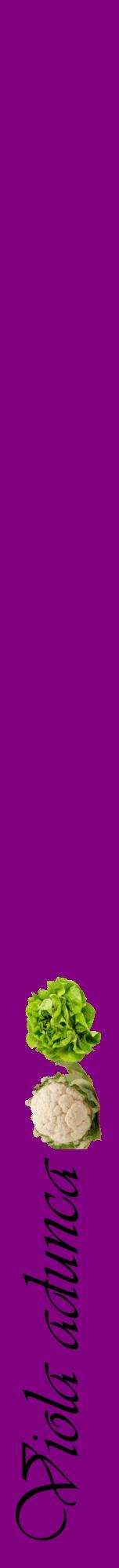 Étiquette de : Viola adunca - format a - style noire46viv avec comestibilité simplifiée