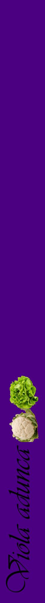 Étiquette de : Viola adunca - format a - style noire47viv avec comestibilité simplifiée