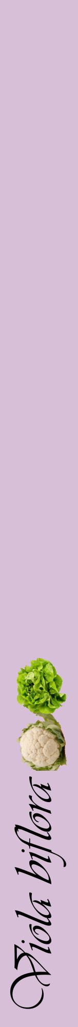 Étiquette de : Viola biflora - format a - style noire54viv avec comestibilité simplifiée