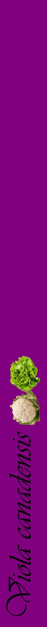 Étiquette de : Viola canadensis - format a - style noire46viv avec comestibilité simplifiée