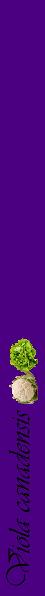 Étiquette de : Viola canadensis - format a - style noire47viv avec comestibilité simplifiée