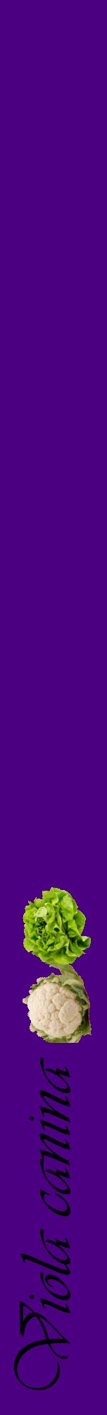 Étiquette de : Viola canina - format a - style noire47viv avec comestibilité simplifiée