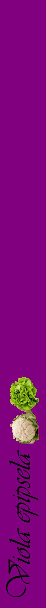 Étiquette de : Viola epipsela - format a - style noire46viv avec comestibilité simplifiée