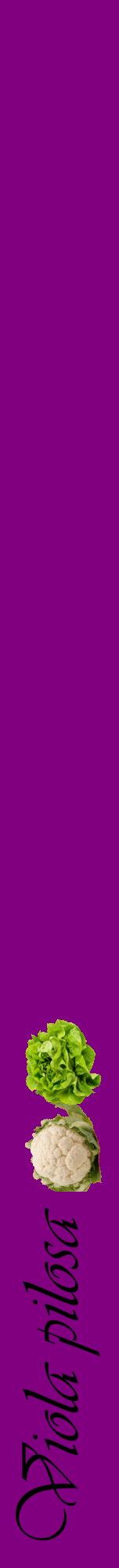Étiquette de : Viola pilosa - format a - style noire46viv avec comestibilité simplifiée