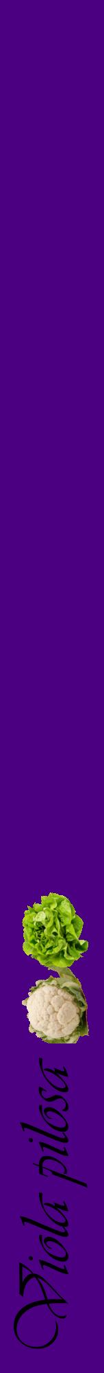Étiquette de : Viola pilosa - format a - style noire47viv avec comestibilité simplifiée