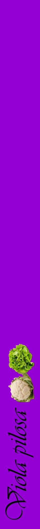 Étiquette de : Viola pilosa - format a - style noire48viv avec comestibilité simplifiée