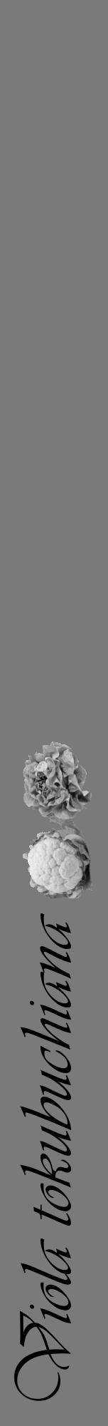 Étiquette de : Viola tokubuchiana - format a - style noire3viv avec comestibilité simplifiée - position verticale