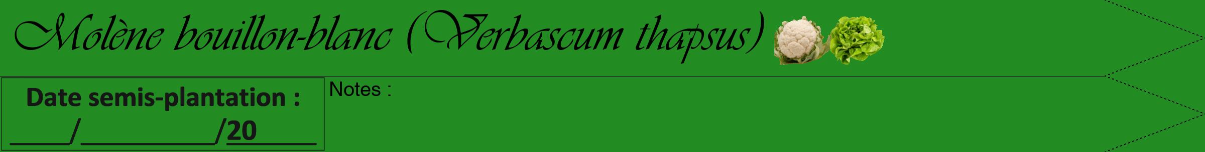 Étiquette de : Verbascum thapsus - format b - style noire10viv avec comestibilité simplifiée