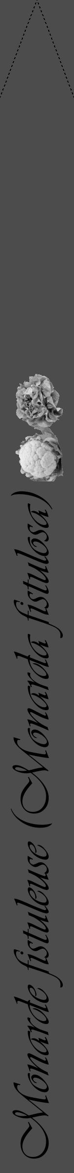 Étiquette de : Monarda fistulosa - format b - style noire27viv avec comestibilité simplifiée - position verticale