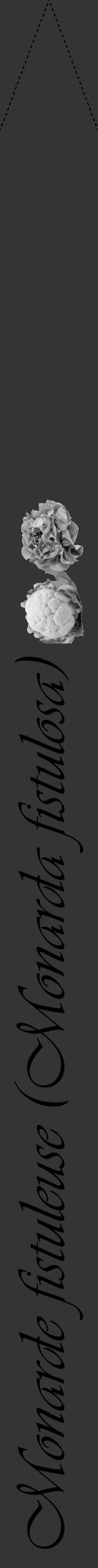 Étiquette de : Monarda fistulosa - format b - style noire46viv avec comestibilité simplifiée - position verticale