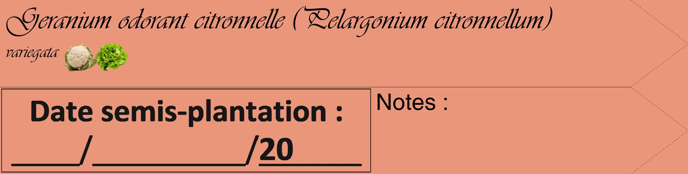 Étiquette de : Pelargonium citronnellum variegata - format c - style noire37_simple_simpleviv avec comestibilité simplifiée