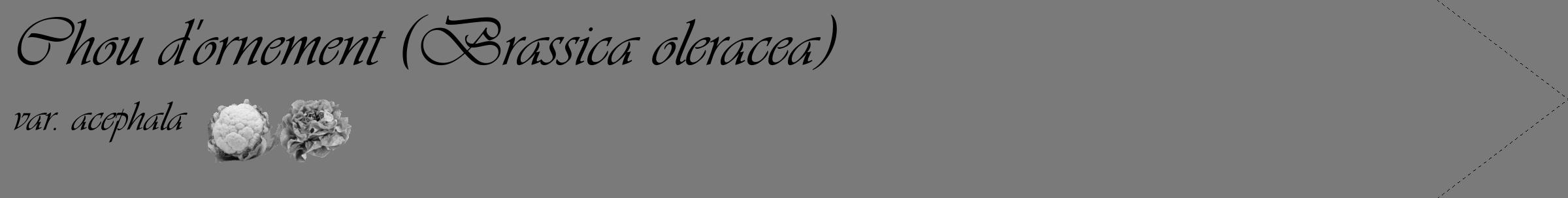 Étiquette de : Brassica oleracea var. acephala - format c - style noire3_simple_simpleviv avec comestibilité simplifiée