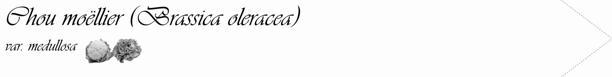 Étiquette de : Brassica oleracea var. medullosa - format c - style noire19_simple_simpleviv avec comestibilité simplifiée
