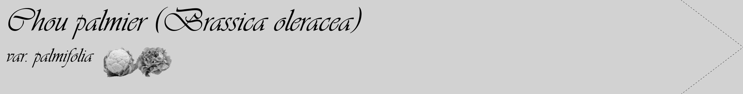 Étiquette de : Brassica oleracea var. palmifolia - format c - style noire14_simple_simpleviv avec comestibilité simplifiée