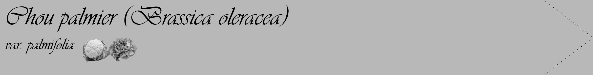 Étiquette de : Brassica oleracea var. palmifolia - format c - style noire39_simple_simpleviv avec comestibilité simplifiée