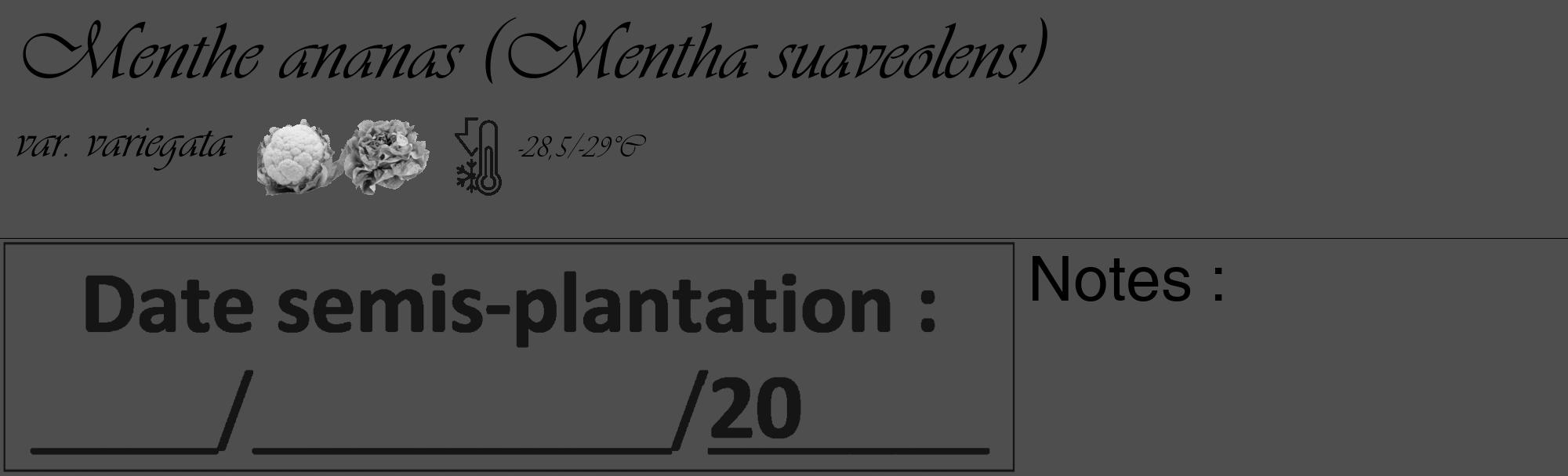Étiquette de : Mentha suaveolens var. variegata - format c - style noire33_basique_basiqueviv avec comestibilité simplifiée