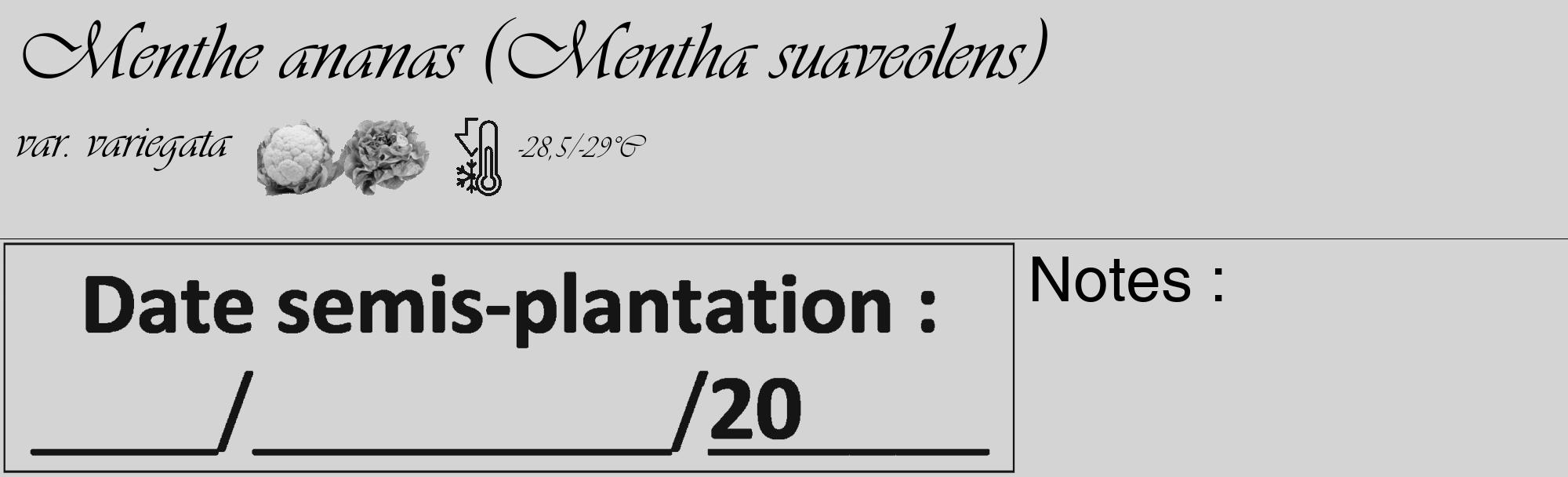 Étiquette de : Mentha suaveolens var. variegata - format c - style noire40_basique_basiqueviv avec comestibilité simplifiée