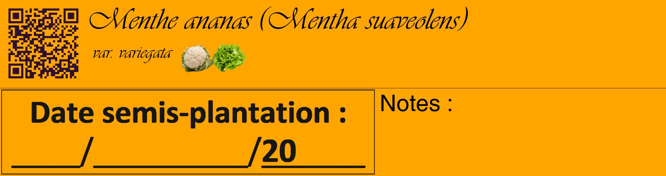 Étiquette de : Mentha suaveolens var. variegata - format c - style noire22_basique_basiqueviv avec qrcode et comestibilité simplifiée