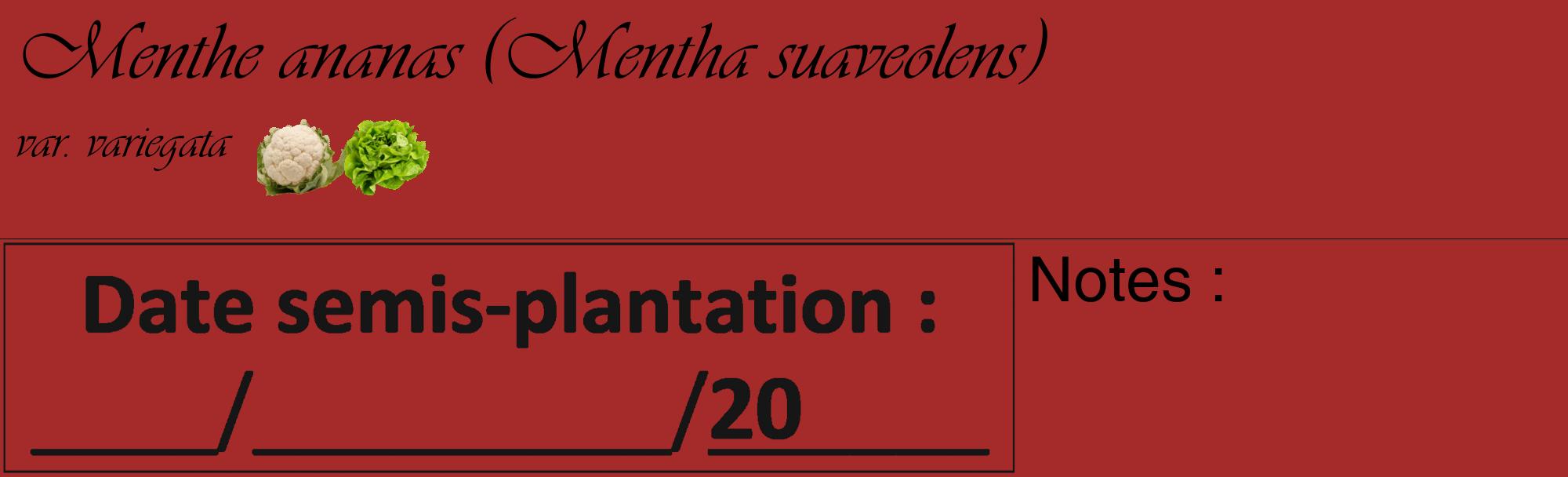 Étiquette de : Mentha suaveolens var. variegata - format c - style noire33_basique_basiqueviv avec comestibilité simplifiée