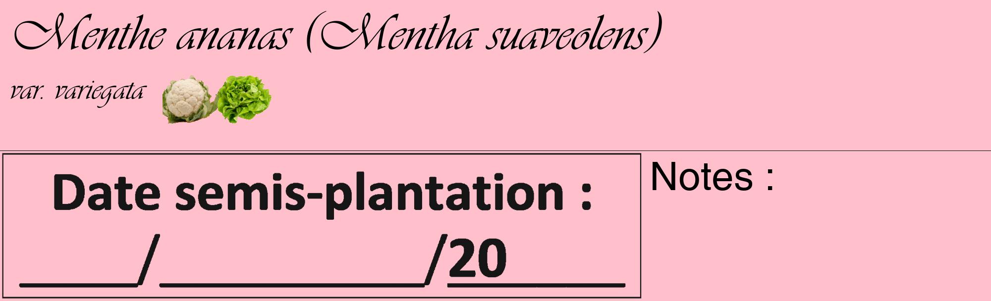 Étiquette de : Mentha suaveolens var. variegata - format c - style noire40_basique_basiqueviv avec comestibilité simplifiée
