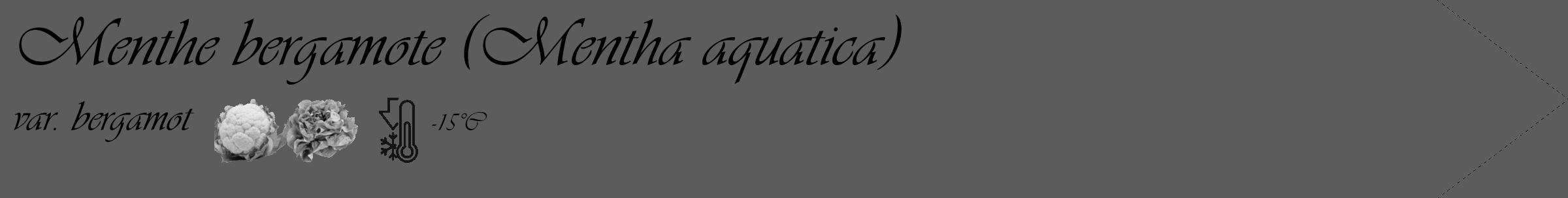 Étiquette de : Mentha aquatica var. bergamot - format c - style noire49_simple_simpleviv avec comestibilité simplifiée
