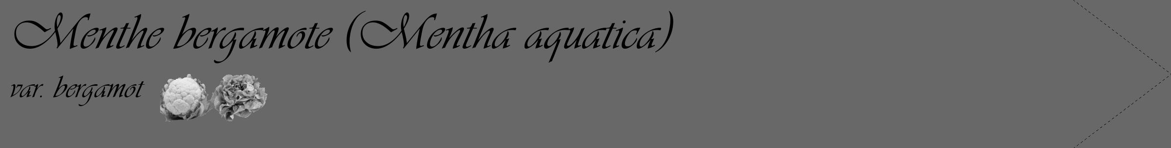 Étiquette de : Mentha aquatica var. bergamot - format c - style noire6_simple_simpleviv avec comestibilité simplifiée