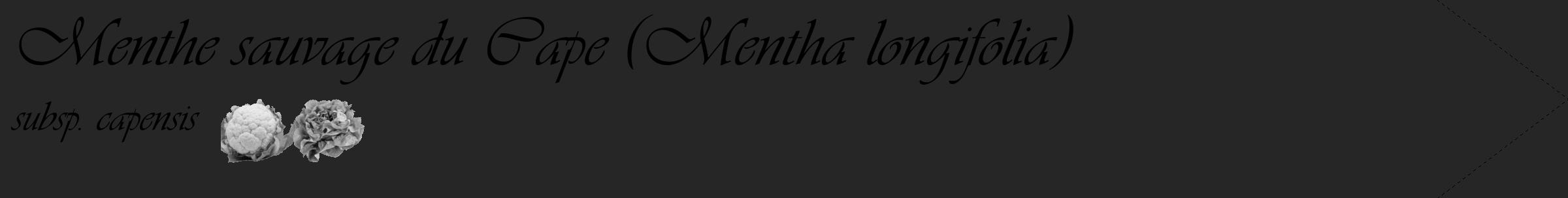 Étiquette de : Mentha longifolia subsp. capensis - format c - style noire29_simple_simpleviv avec comestibilité simplifiée