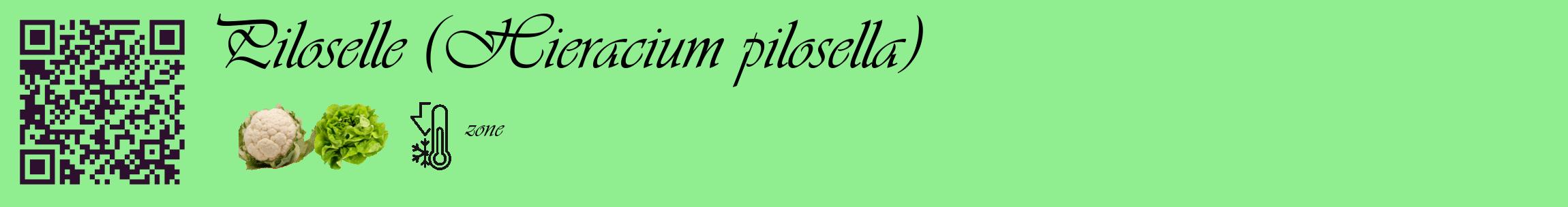 Étiquette de : Hieracium pilosella - format c - style noire15_basique_basiqueviv avec qrcode et comestibilité simplifiée