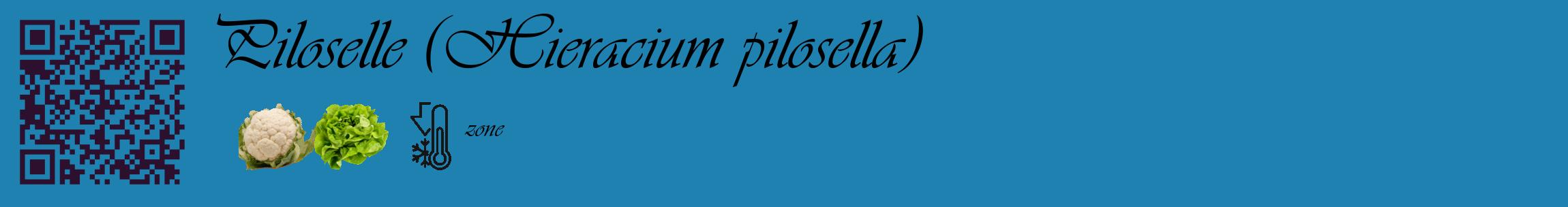 Étiquette de : Hieracium pilosella - format c - style noire6_basique_basiqueviv avec qrcode et comestibilité simplifiée