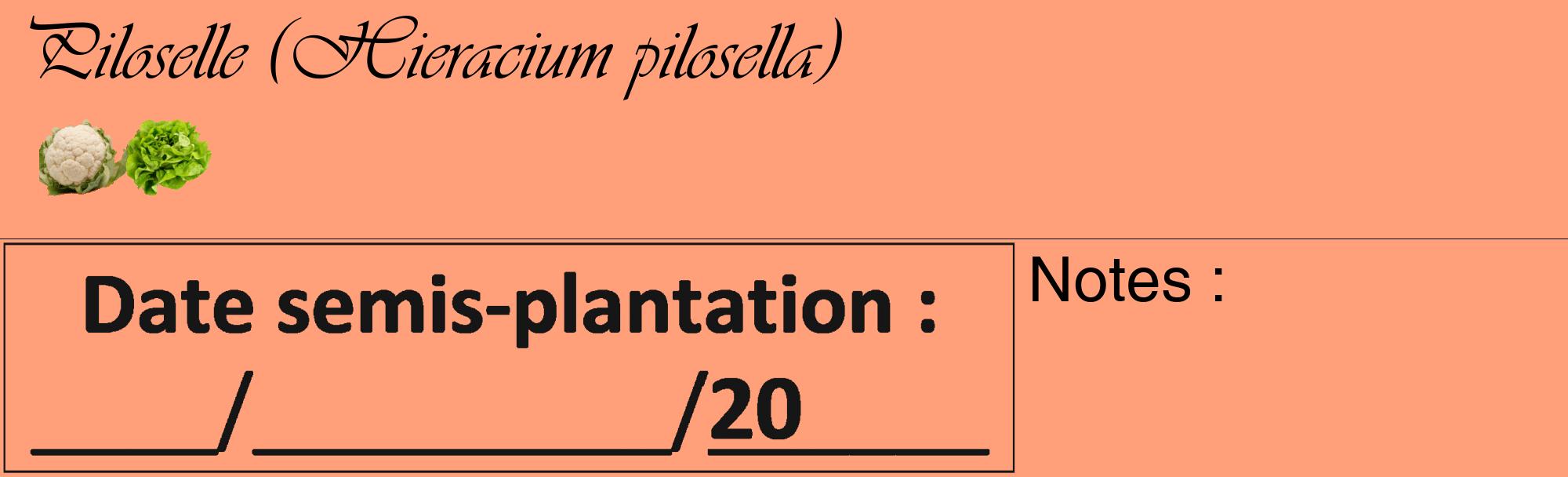 Étiquette de : Hieracium pilosella - format c - style noire39_basique_basiqueviv avec comestibilité simplifiée